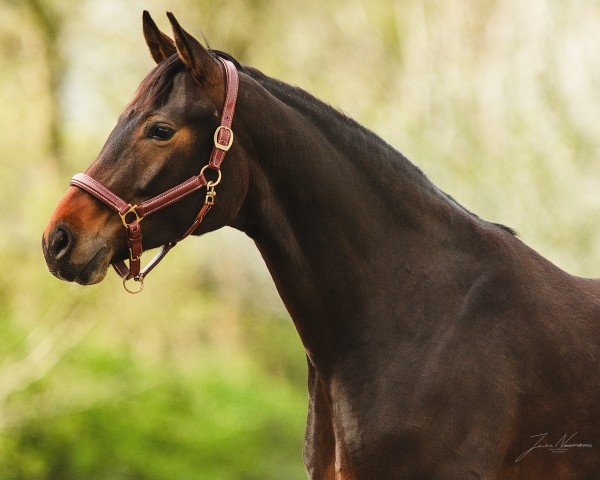 Dressurpferd Lorenzia EA (Oldenburger, 2020, von For Romance I)