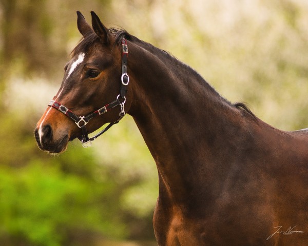 dressage horse Heloise EA (Trakehner, 2019, from Singolo)