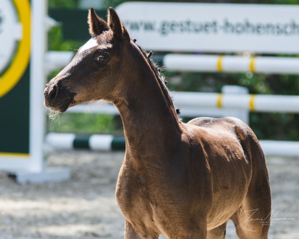 broodmare Donna Amaris EA (Oldenburg, 2020, from For Romance I)