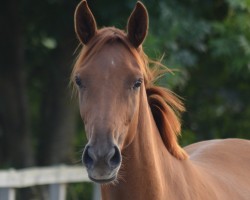 dressage horse Fürstin Zora EA (Oldenburg, 2011, from Fürstentanz)