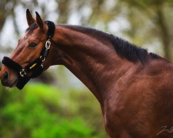 dressage horse So Perfect d´Amour EA (Oldenburg, 2017, from San Amour I)