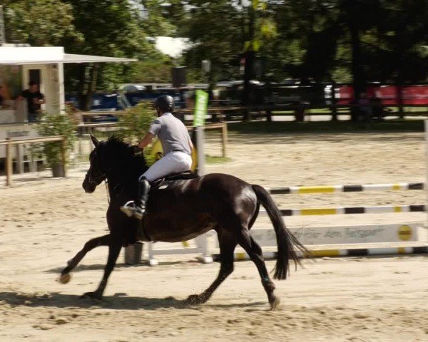 Reitturnier Walldorf/Winterheck 2024