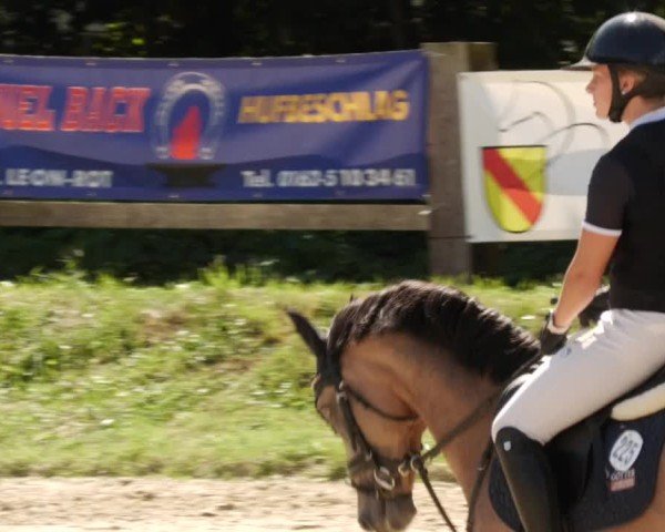 Reitturnier Walldorf/Winterheck 2024