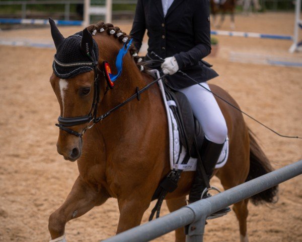 dressage horse Day of Champ (German Riding Pony, 2006, from Day of Whisper)