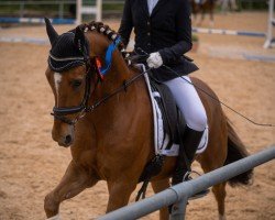 dressage horse Day of Champ (German Riding Pony, 2006, from Day of Whisper)