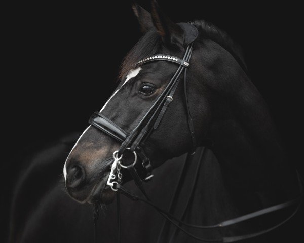 dressage horse Magic Connection (Hanoverian, 2013, from Mighty Magic)