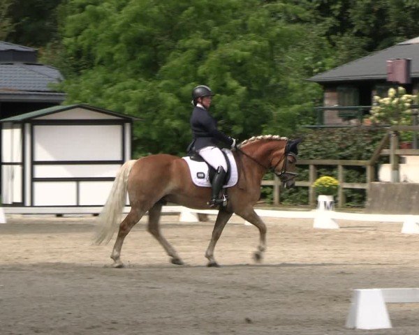 Reitturnier Solingen 2024