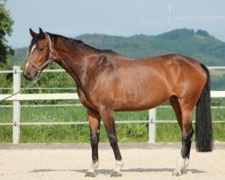 broodmare Chambertin's Top Girl (Württemberger, 2009, from Chambertin)