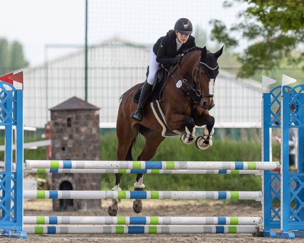 Springpferd Ogano's Sunshine (KWPN (Niederländisches Warmblut), 2018, von Ogano Sitte)