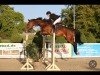 jumper Joy 450 (Holsteiner, 2017, from Quibery 3)