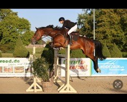 jumper Joy 450 (Holsteiner, 2017, from Quibery 3)