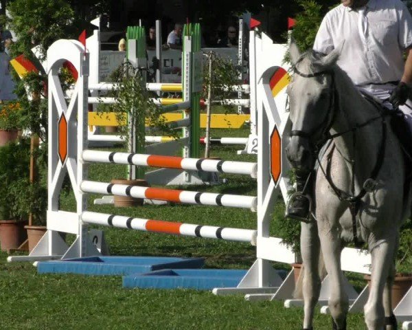 Reitturnier Aschersleben 2024