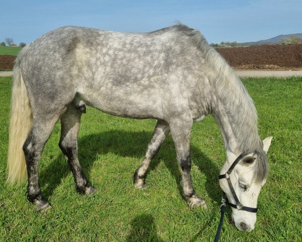 jumper Roo's Legacy (Connemara Pony, 2018)