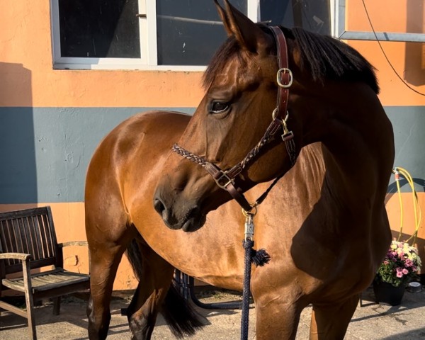 jumper Sanaya 3 (German Sport Horse, 2018, from Samba Hit I)