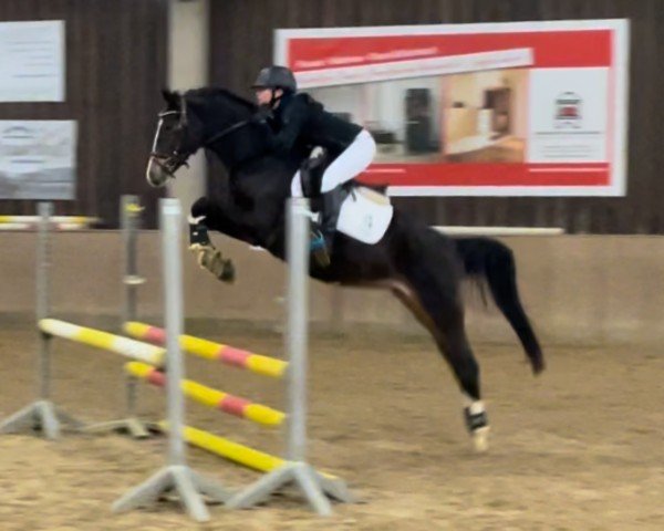 broodmare Colourful Cassy (German Riding Pony, 2014, from Coelenhage's Purple Rain)