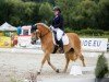 dressage horse Athene 149 (Pony without race description, 2011)