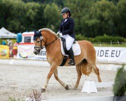 dressage horse Athene 149 (Pony without race description, 2011)