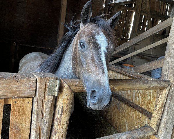 Dressurpferd Sir Nikolaus J (Deutsches Reitpony, 2021, von Santiago)