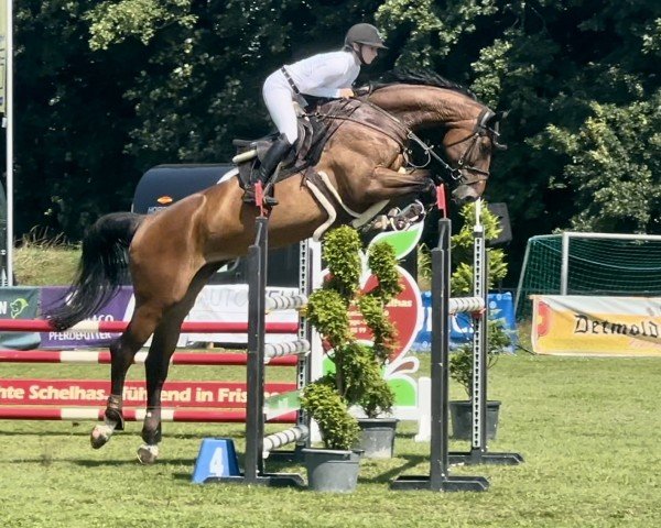 jumper Con Calma 2 (Oldenburg show jumper, 2017, from Continental Blue)