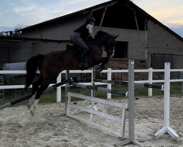 horse Quin Quimba Z (Zangersheide riding horse, 2019, from Quintessence van de Laarse Heide)