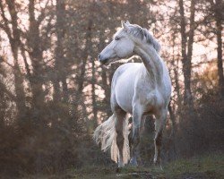 jumper Cooper SB (German Sport Horse, 2013, from Ciacomini)