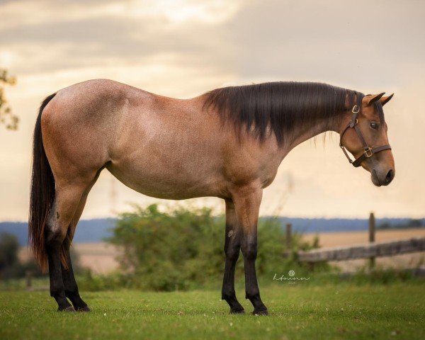 Pferd Valentine Feona Pin (Quarter Horse, 2022)