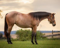 horse Valentine Feona Pin (Quarter Horse, 2022)