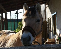 Pferd Der kleine Prinz 14 (Fjordpferd, 2006, von Malino)