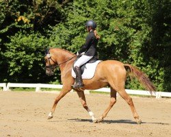 dressage horse Drachiosaurus (German Riding Pony, 2018, from Dating At NRW)