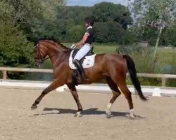 dressage horse Spike 127 (Hanoverian, 2018, from Stanley)