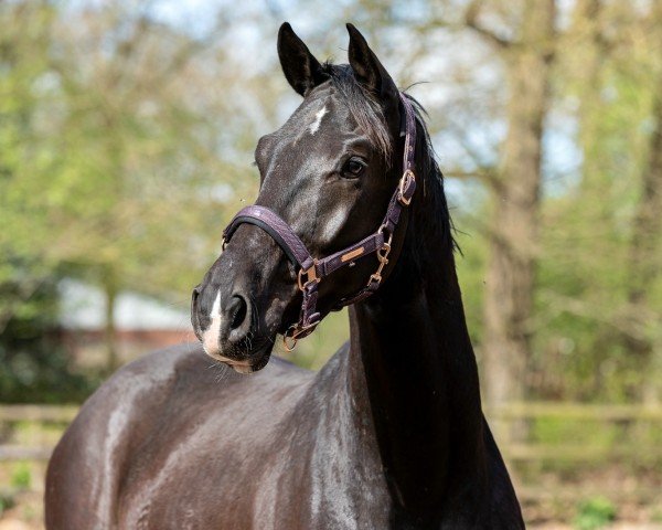 dressage horse Galwino (Westphalian, 2021, from Goldberg 15)