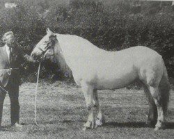 horse Lorna of Bridgend (Highland Pony, 1977, from Strathord)