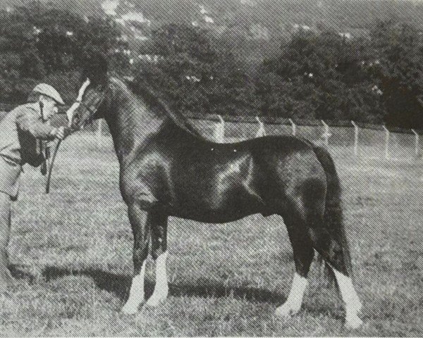 stallion Synod Roy Rogers (Welsh-Cob (Sek. C), 1982, from Menai Fury)