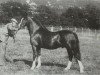 stallion Synod Roy Rogers (Welsh-Cob (Sek. C), 1982, from Menai Fury)