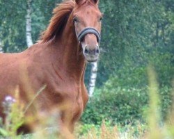 dressage horse Vicardon (Westphalian, 2021, from Vivat Rex)