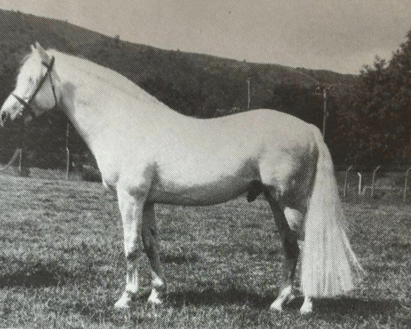 Deckhengst Garryhack Tooreen (Connemara-Pony, 1980, von Tulira Smasher)