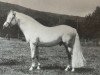 stallion Garryhack Tooreen (Connemara Pony, 1980, from Tulira Smasher)