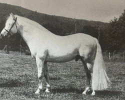 stallion Garryhack Tooreen (Connemara Pony, 1980, from Tulira Smasher)