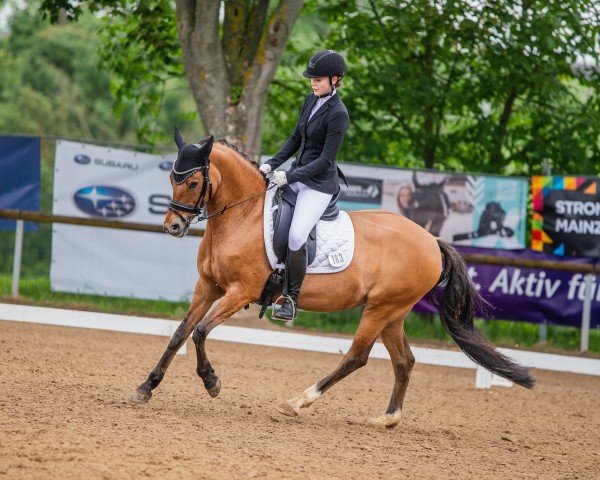 dressage horse Dorena 62 (German Riding Pony, 2009, from FS Don't Worry)