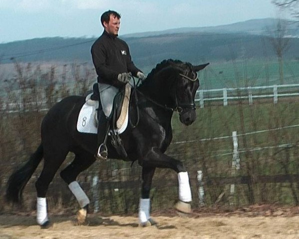 broodmare Nea Farina (Oldenburg,  , from Fürst Heinrich)