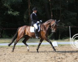 dressage horse Rubycon K (Hanoverian, 2008, from Rubin Royal OLD)