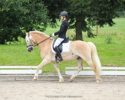 dressage horse Anyway (3,91% ox) (Edelbluthaflinger, 2009, from Amaryl (1,57% ox))