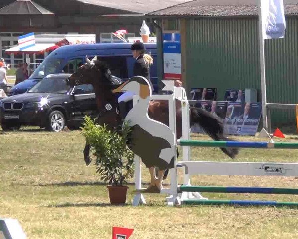 Nord-Ost-Pferd 2013