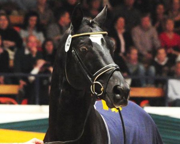 stallion Buddenbrock (Trakehner, 1994, from Sixtus)