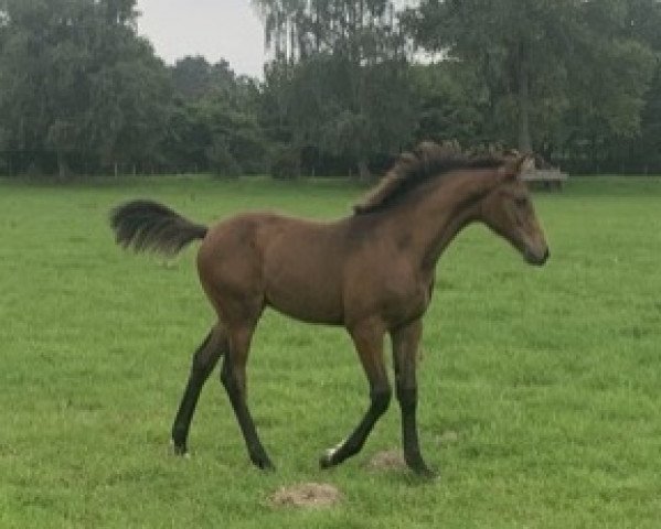 jumper Stute von Conthargos / Comme il faut (Holsteiner, 2021, from Conthargos)