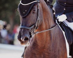 dressage horse Final Destiny 4 (Hanoverian, 2014, from Fantastic)