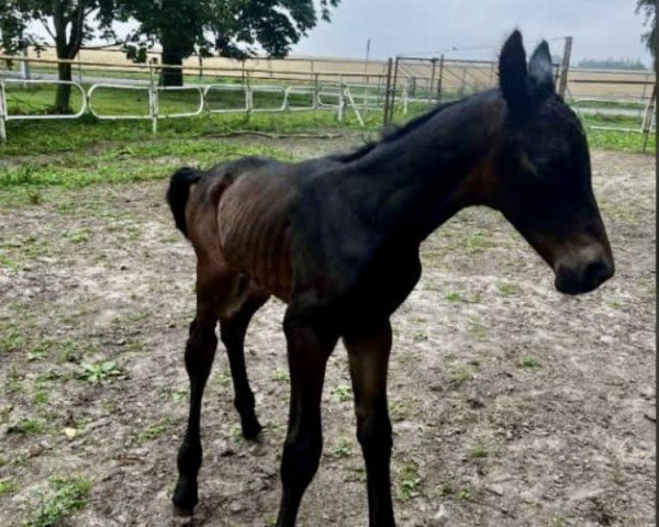 foal by Karl Friedrich AML (Mecklenburg, 2024, from Kämmerer)