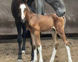 foal by Cafe's Johnny (Oldenburg, 2024, from Cafe au lait 2)