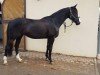 dressage horse Santa Nicita (Hanoverian, 2017, from Blue Hors St. Schufro)