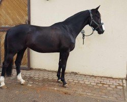 dressage horse Santa Nicita SFD (Hanoverian, 2017, from St. Schufro)